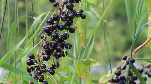 schwarze Johannisbeere am Strauch, Ribes nigrum
