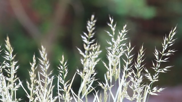 Ziergras im Sommergarten, Hintergrund
