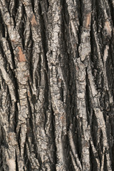 bark tree texture