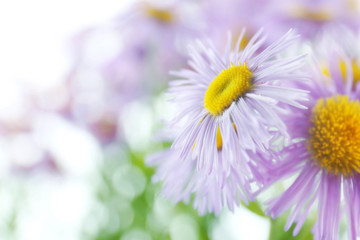 Fototapeta premium Beautiful wild asters close up