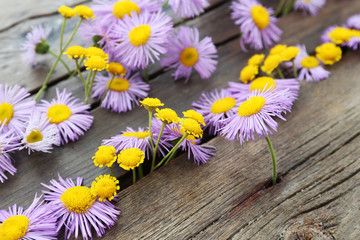 Beautiful small wild flowers on wooden background