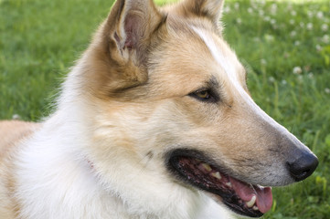Beautiful Mixed Collie Dog Portrait