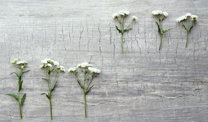 Beautiful small wild flowers on wooden background
