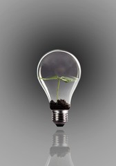 Seed growing in lightbulb on gray background.