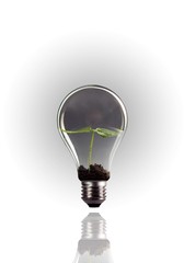 Seed growing in lightbulb on white background.