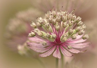 Große Sterndolde (Astrantia)