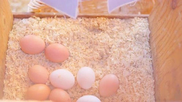 Chicken removed and eggs harvested from coop