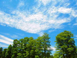 Obraz premium 青空と雲と大木