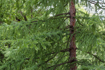 Larch