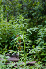 lone bush cannabis