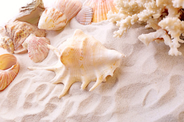 Beautiful seashells on sand background