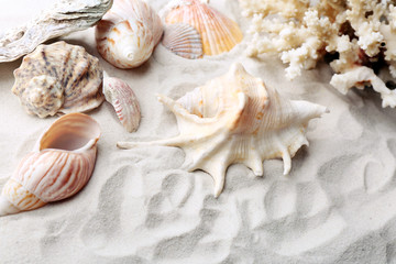 Beautiful seashells on sand background
