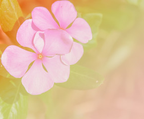 blur pink flower