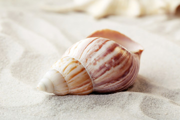 Beautiful seashells on sand background