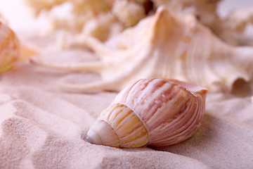 Beautiful seashells on sand background