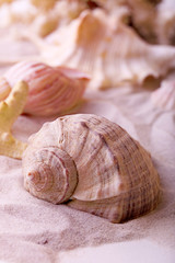 Beautiful seashells on sand background
