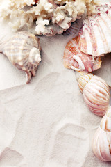 Beautiful seashells on sand background
