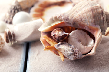 Beautiful sea composition with shells close up