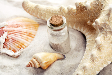 Beautiful sea composition with shells close up