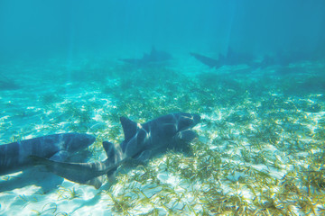 Caribbean coral sharks