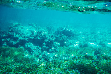 Fototapeta na wymiar Underwater seabed reef background