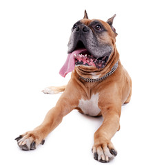 Obraz premium Beautiful Boxer Dog isolated on white