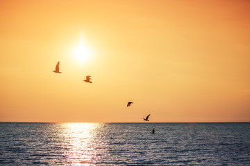 Fototapeta na wymiar Seagulls Flying over the Sea