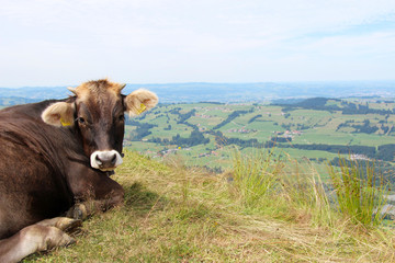 Fototapeta na wymiar Kuh entspannt auf einer Weide in den Bergen 