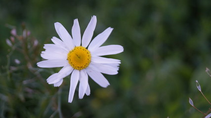 Obraz premium Природа