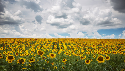 Obraz premium Field of blooming sunflowers