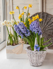 Hyacinths and daffodils in the flower box