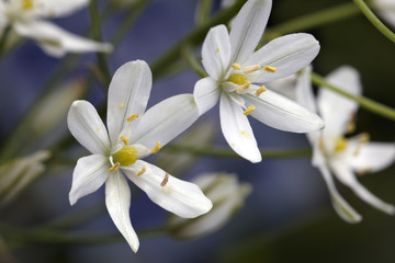 White flower buds closeup