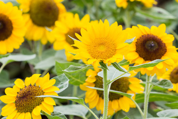 Sunflowers field