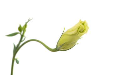 eustoma flower
