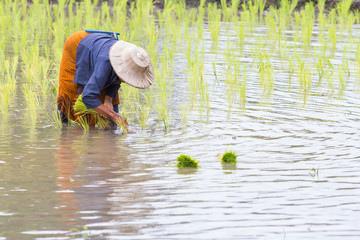 Fototapeta na wymiar Thai farmer growing rice in Northern of Thailand