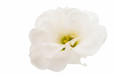 eustoma flower
