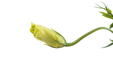 eustoma flower
