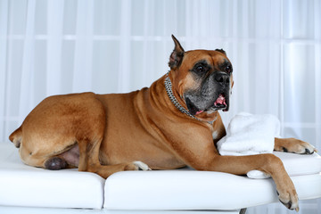 Dog relaxing on massage table, on light background