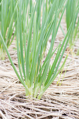 Green spring onions field.