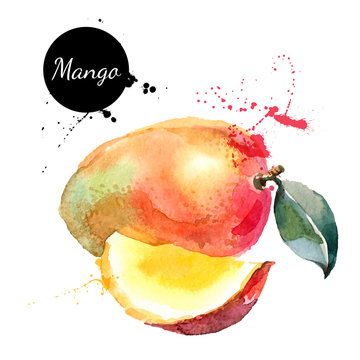 Hand drawn watercolor painting mango on white background