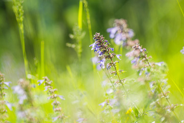 Natural blur green background with Zmeegolovnik drooping (Dracocephalum nutans)