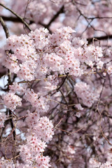Fototapeta premium Sakura flower or cherry blossoms.