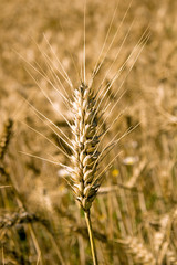 barley field / Barley field with many barley ears