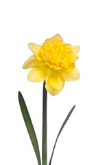 Beautiful daffodil isolated on white background