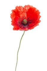 single red poppy isolated on white