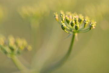 Close up of wild carrot flower - 87877019