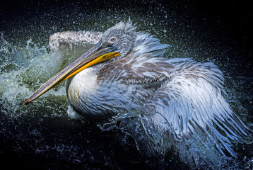 a pelican bathing  - Pelecanus philippensis