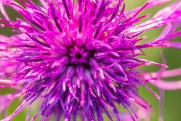 Obraz premium Beautiful violet thistle flower close up