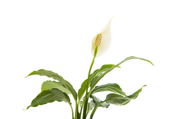 flower Spathiphyllum