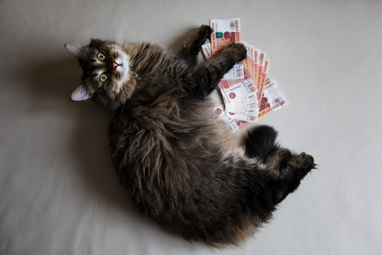 Cat on Russian cash money